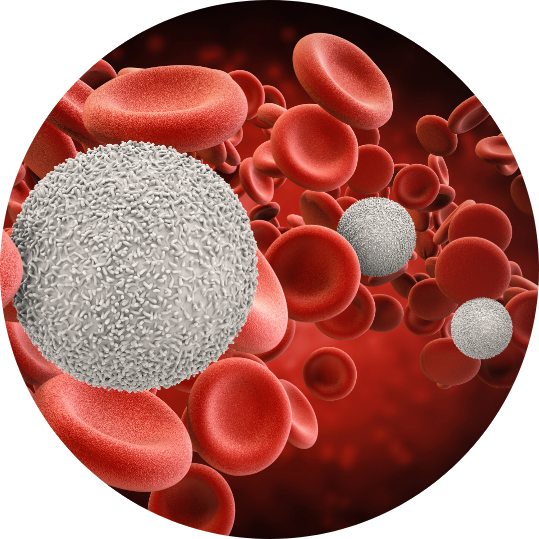 produkcja białych krwinek tlenoterapia a produkcja białych krwinek